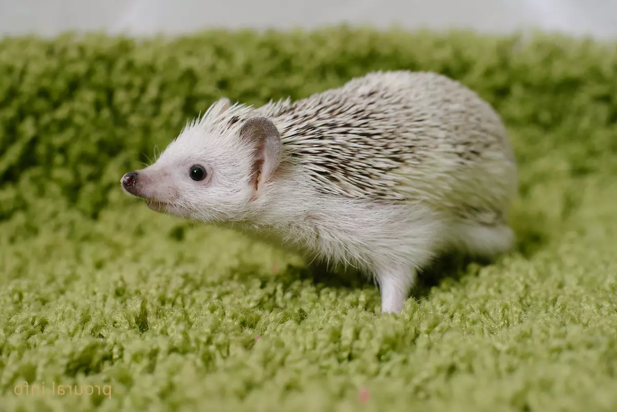 Hedgehog Africano em casa: conteúdo e cuidado. Quantos hedgehive anão vivem? Como posso alimentar em casa? Como lavar heróis? 11326_14