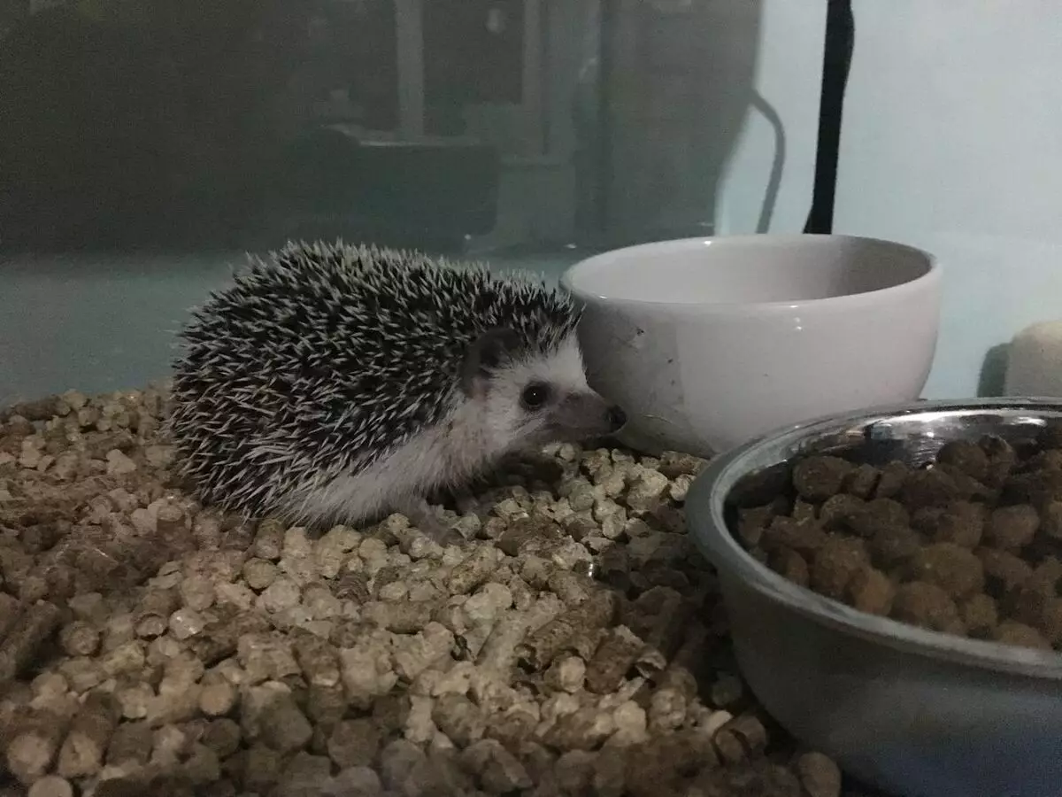 Hedgehog africano na casa: contido e coidado. Cantos ananos en directo viven? Como podo alimentarse en casa? Como lavar os heroes? 11326_25