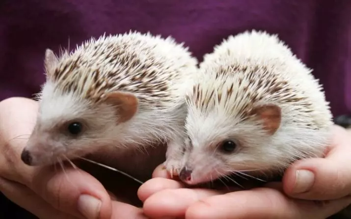 Hedgehog Africano em casa: conteúdo e cuidado. Quantos hedgehive anão vivem? Como posso alimentar em casa? Como lavar heróis? 11326_27