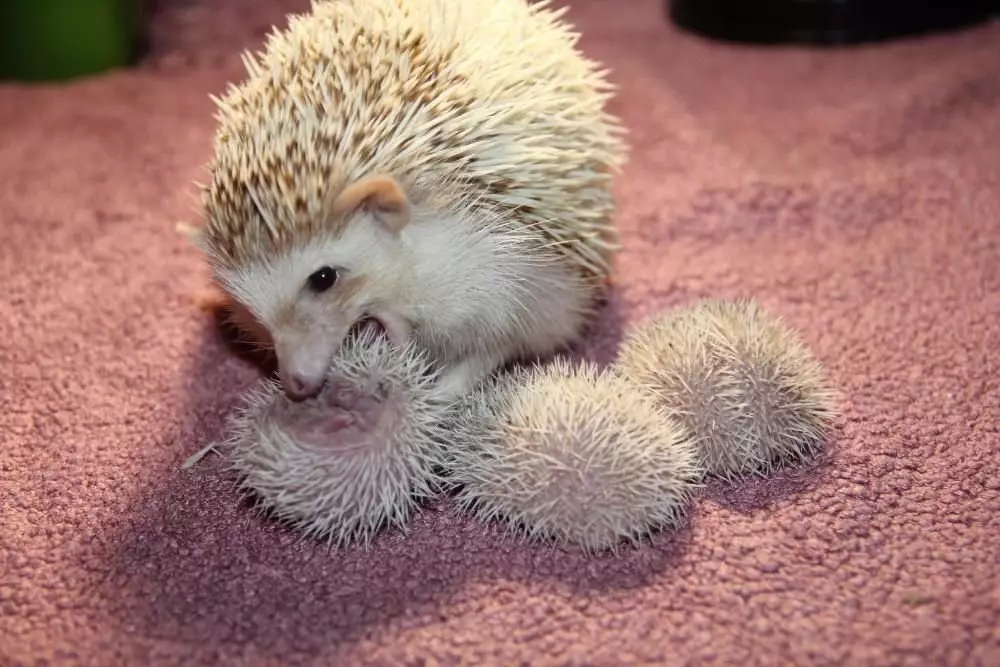 Hedgehog Africano em casa: conteúdo e cuidado. Quantos hedgehive anão vivem? Como posso alimentar em casa? Como lavar heróis? 11326_28