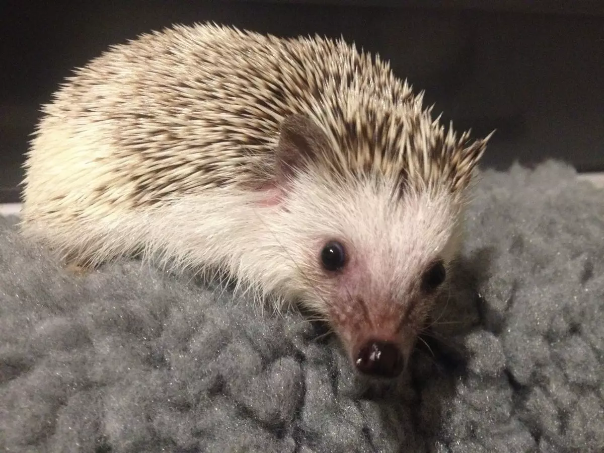 African Hedgehog kumba: Zvemukati uye kutarisirwa. Vangani DHDF Hedgehive Rarama? Ndingadye sei kumba? Magamba Aunga Sei? 11326_4