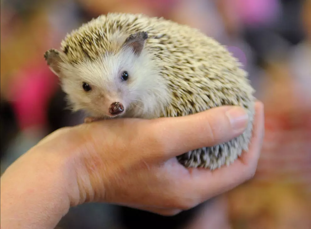 Afrikaanse hedgehog thuis: inhoud en zorg. Hoeveel dwerg hedge live? Hoe kan ik thuis voeden? Hoe helden te wassen? 11326_5