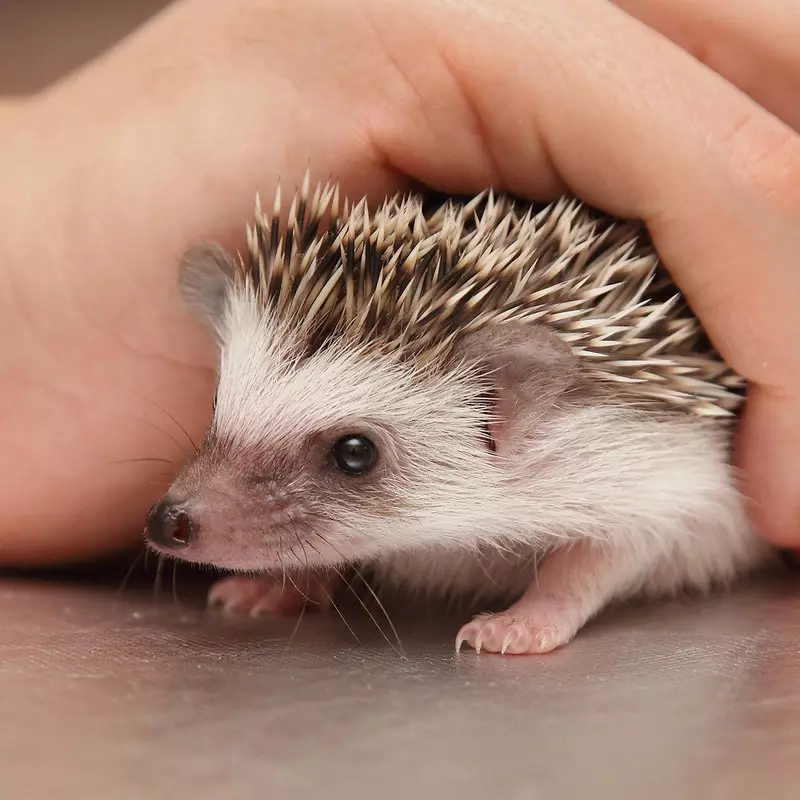 Hedgehog Affricanaidd yn y cartref: Cynnwys a gofal. Faint o ddraenogaidd corrach sy'n byw? Sut alla i fwydo gartref? Sut i olchi arwyr? 11326_6