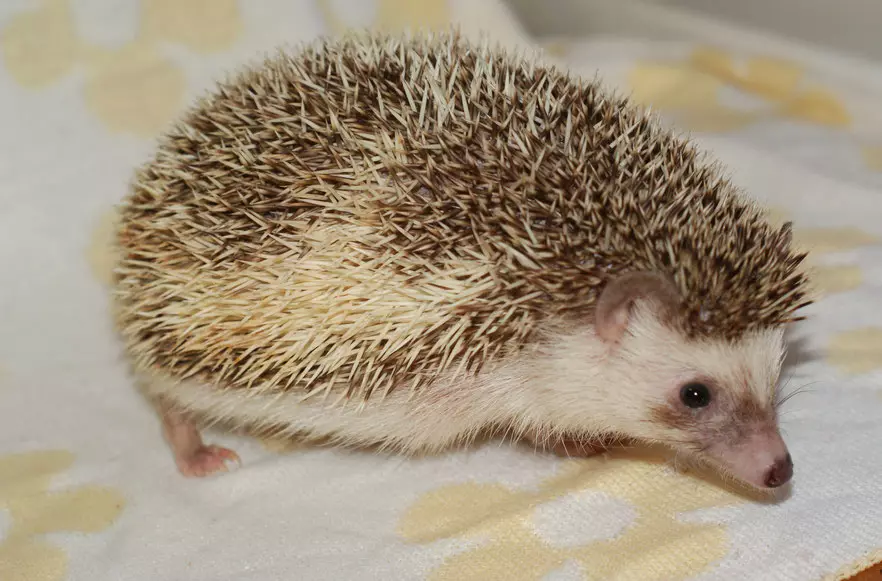 ອາຟຣິກາ hedgehog ຢູ່ເຮືອນ: ເນື້ອໃນແລະການດູແລ. ມີຈັກຄົນທີ່ມີອາຍຸຫຼາຍປານໃດ? ຂ້ອຍສາມາດລ້ຽງຢູ່ເຮືອນໄດ້ແນວໃດ? ວິທີການລ້າງວິລະຊົນ? 11326_8