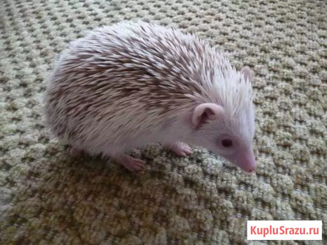 I-Hedgehog ekhaya: Umxholo kunye noKhathalelo. Ngaba uphila kangakanani i-DWARF? Ndingalusa njani ekhaya? Ukuhlamba iqhawe? 11326_9