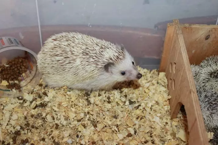 How to care for the hedgehog at home? Features of the content and leaving of the house. How to contain decorative african hedgehog in an apartment? 11327_14