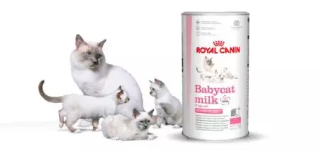 Mjölk för kattungar Royal Canin: Hur man odlar en torrblandning enligt instruktionerna för nyfödda kattungar? Funktioner i zoomutbytet 11354_2