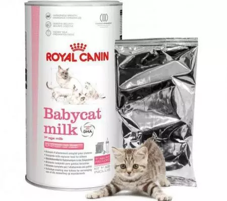 Mjölk för kattungar Royal Canin: Hur man odlar en torrblandning enligt instruktionerna för nyfödda kattungar? Funktioner i zoomutbytet 11354_3