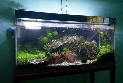 I-Aquarium ye-Aquarium ye-Aquarium yakhokelela: Ungasilungisa njani isikhonkwane 