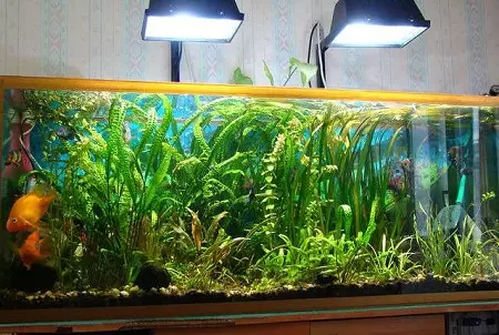 Lighting Aquarium LED Spotlights: Como corrigir a 