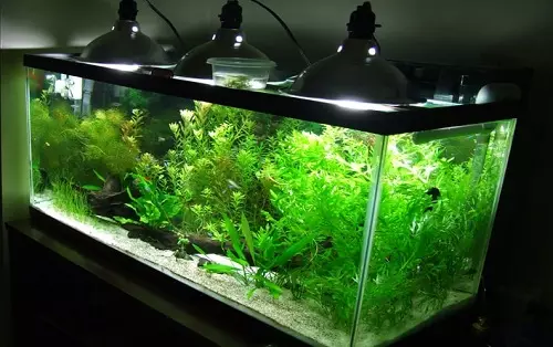 Освітлення акваріума світлодіодними прожекторами: як закріпити «світильник» з LED-прожекторів своїми руками? Вуличні діодні прожектори в акваріумі з рослинами 11362_3