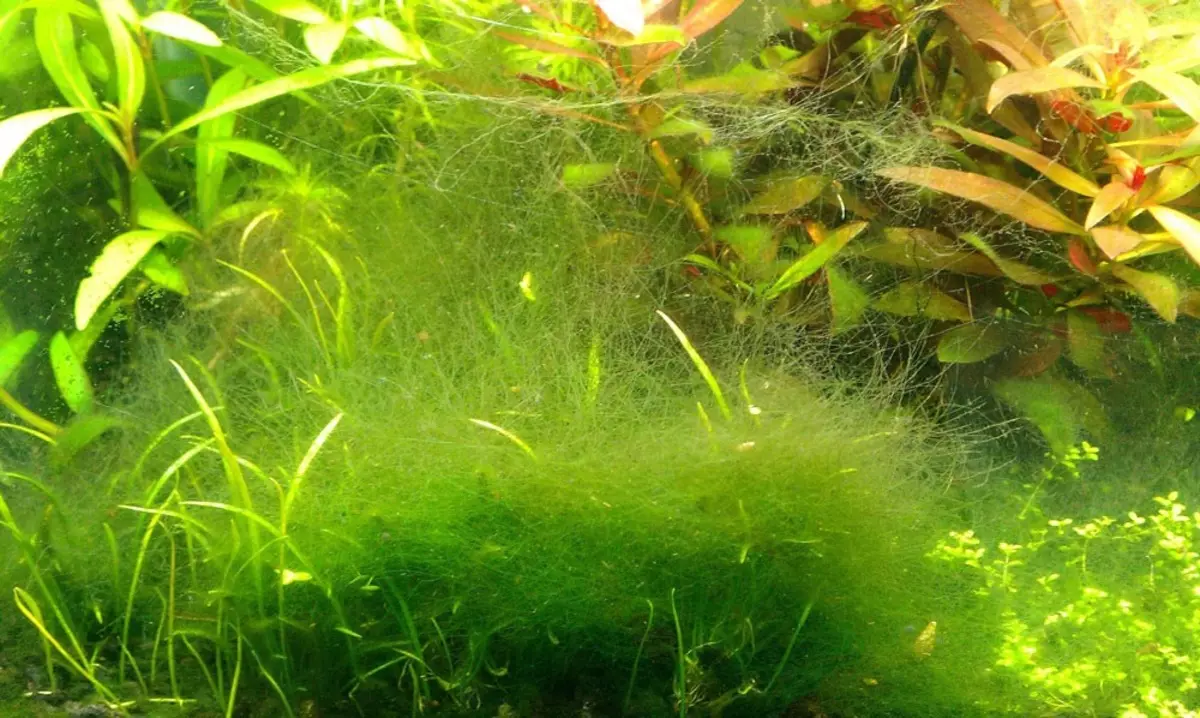 Neustart des Aquariums (29 Fotos): So ersetzen Sie Wasser im Aquarium mit Fisch, Pflanzen und Algen? Was ist, wenn, wenn nach dem Neustart des Wassers schlammig ist? 11364_2