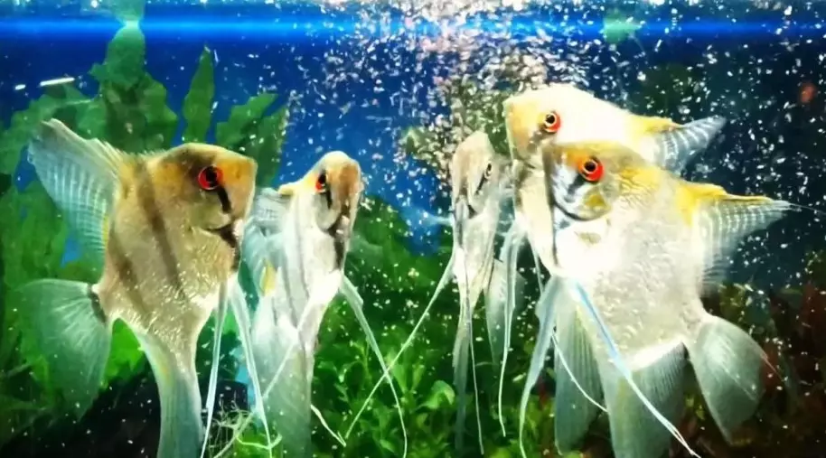 Rinisja e akuariumit (29 foto): Si të zëvendësoni ujin në akuarium me peshk, bimë dhe alga? Çka nëse, pas rifillimit të ujit është me baltë? 11364_28