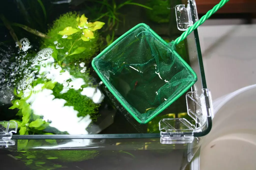 Neustart des Aquariums (29 Fotos): So ersetzen Sie Wasser im Aquarium mit Fisch, Pflanzen und Algen? Was ist, wenn, wenn nach dem Neustart des Wassers schlammig ist? 11364_6