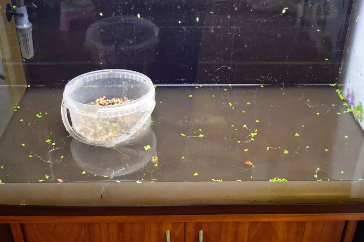 Neustart des Aquariums (29 Fotos): So ersetzen Sie Wasser im Aquarium mit Fisch, Pflanzen und Algen? Was ist, wenn, wenn nach dem Neustart des Wassers schlammig ist? 11364_9