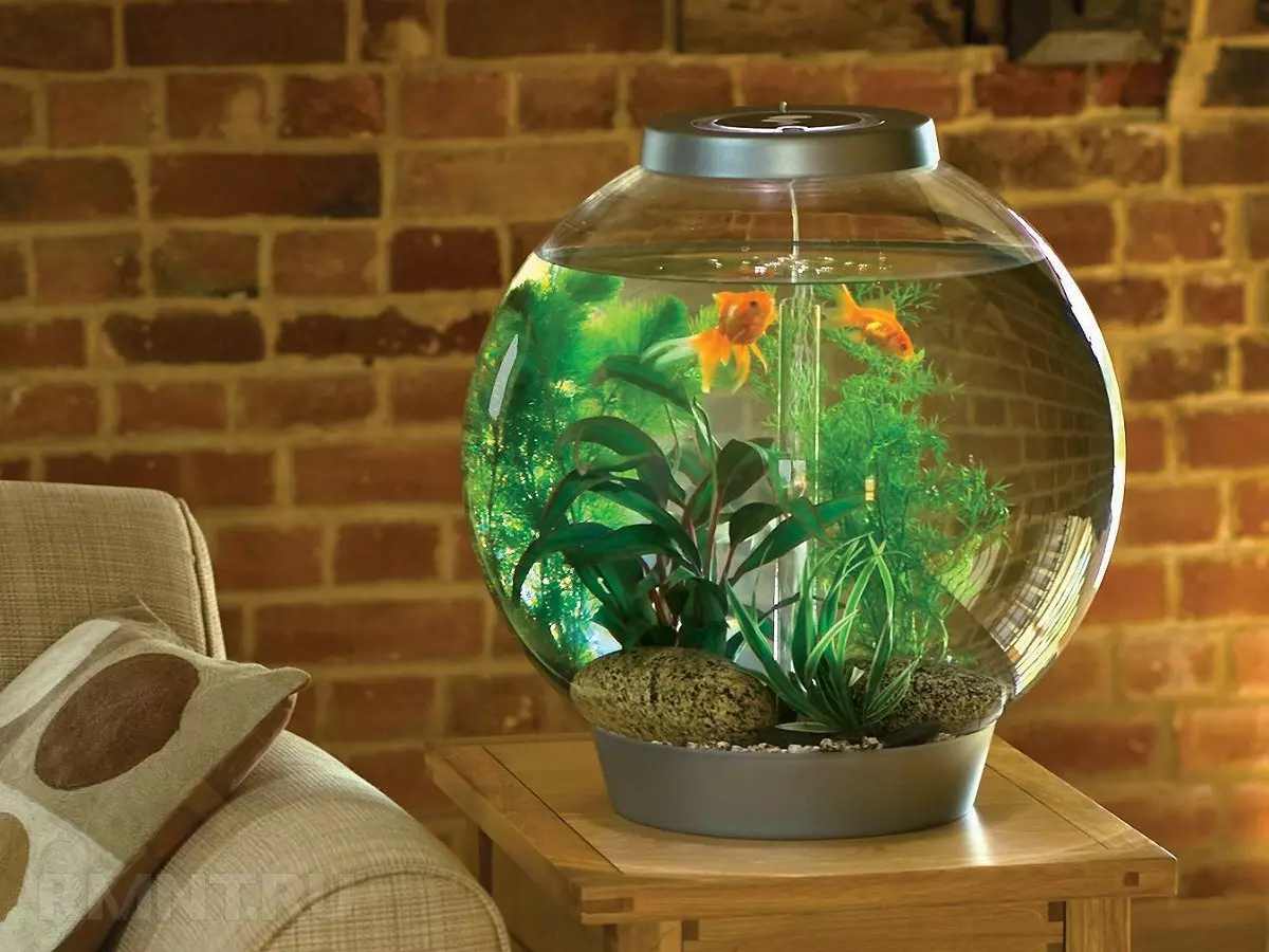 Акваријум (121 фотографије): Примери прелепих цилиндричних акваријума са биљкама и рибом за дом, изаберите скиммер. Како одабрати акваријум? 11365_101