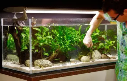 Akvarij (121 fotografij): Primeri lepih cilindričnih akvarijih z rastlinami in ribami za dom, izberite skimmer. Kako izbrati akvarij? 11365_105
