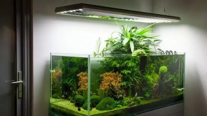 Aquarium (121 Fotos): Beispiele für schöne zylindrische Aquarien mit Pflanzen und Fischen für Zuhause, wählen Sie einen Skimmer. Wie kann ich Aquarium auswählen? 11365_11