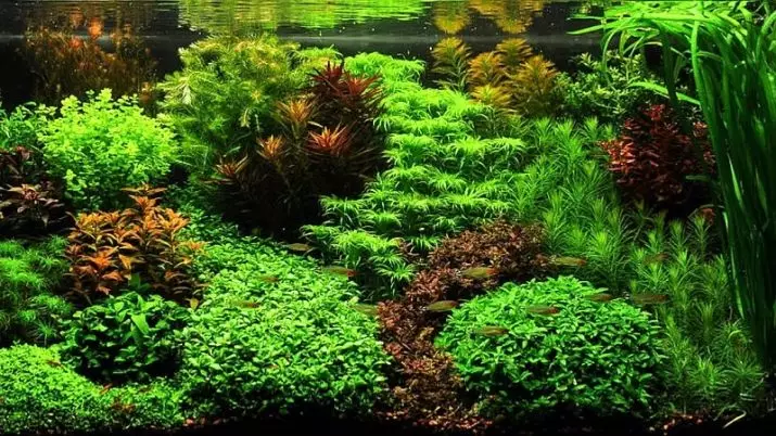 Akvarij (121 fotografij): Primeri lepih cilindričnih akvarijih z rastlinami in ribami za dom, izberite skimmer. Kako izbrati akvarij? 11365_110