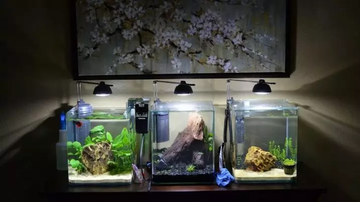 Aquarium (121 Fotos): Beispiele für schöne zylindrische Aquarien mit Pflanzen und Fischen für Zuhause, wählen Sie einen Skimmer. Wie kann ich Aquarium auswählen? 11365_17