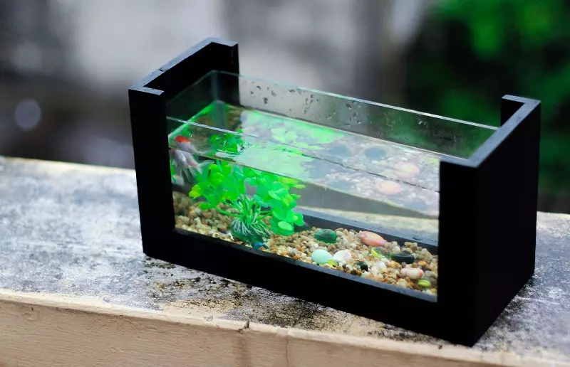 Aquarium (121 Fotos): Beispiele für schöne zylindrische Aquarien mit Pflanzen und Fischen für Zuhause, wählen Sie einen Skimmer. Wie kann ich Aquarium auswählen? 11365_32