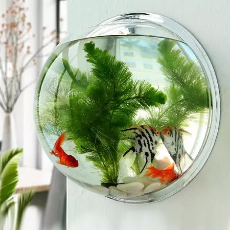 Акваријум (121 фотографије): Примери прелепих цилиндричних акваријума са биљкама и рибом за дом, изаберите скиммер. Како одабрати акваријум? 11365_36