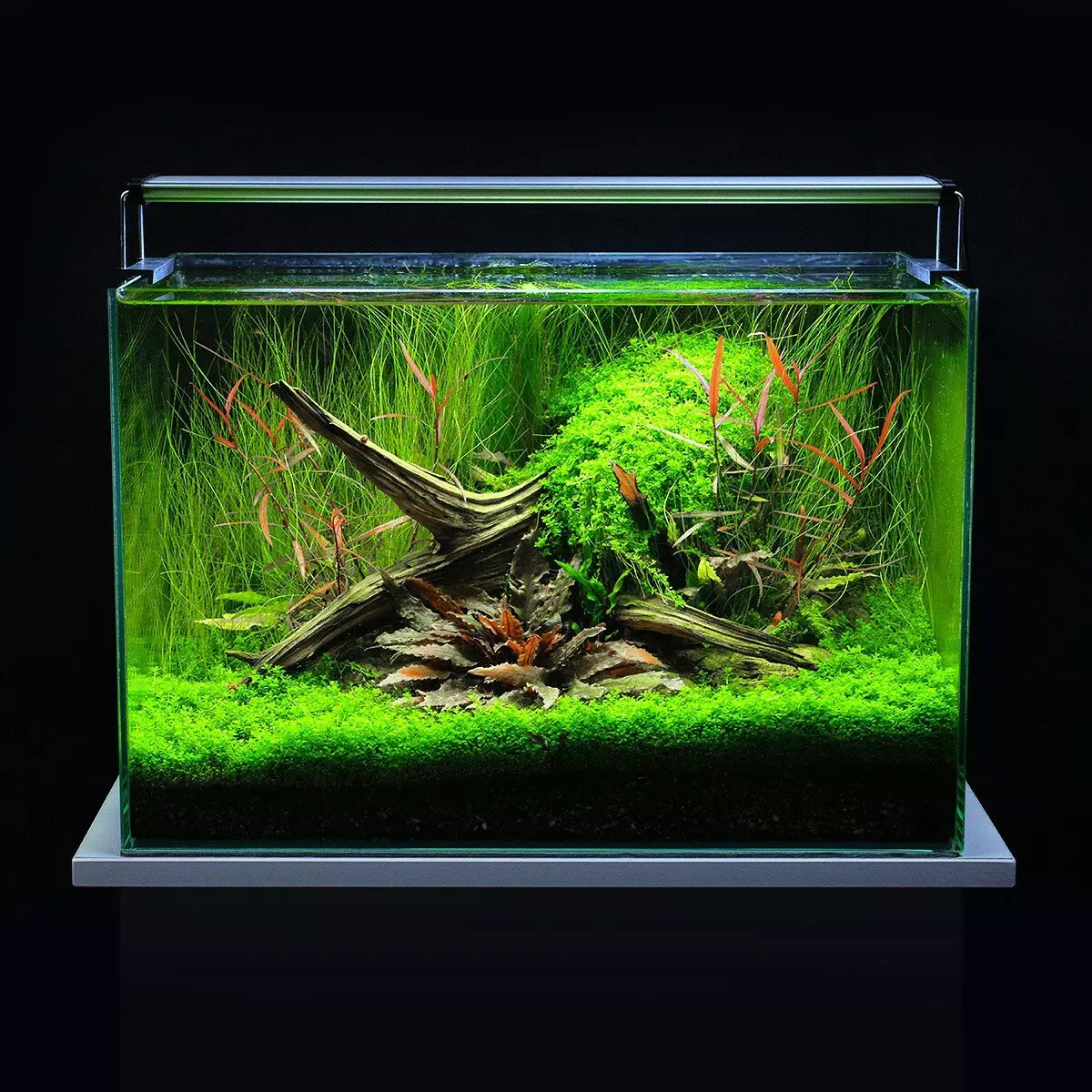 Akvárium (121 fotek): Příklady krásných válcových akvárií s rostlinami a rybami pro domov, vyberte skimmer. Jak si vybrat akvárium? 11365_51