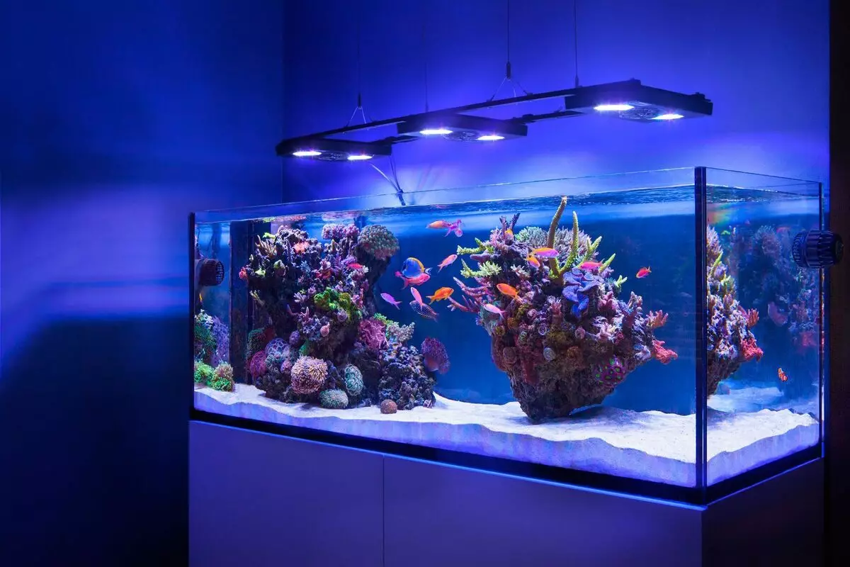 Akvarij (121 fotografij): Primeri lepih cilindričnih akvarijih z rastlinami in ribami za dom, izberite skimmer. Kako izbrati akvarij? 11365_52