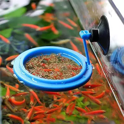 Akvarij (121 fotografij): Primeri lepih cilindričnih akvarijih z rastlinami in ribami za dom, izberite skimmer. Kako izbrati akvarij? 11365_60