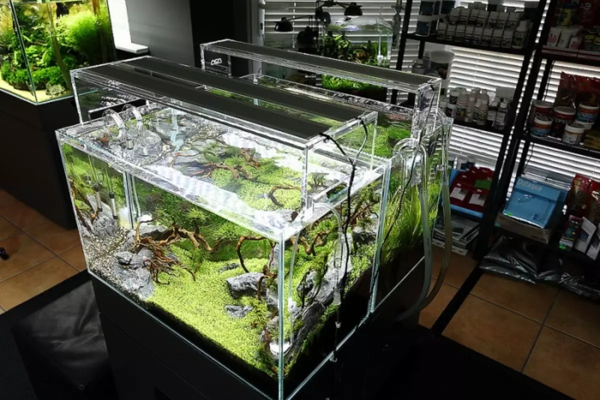 Akvarij (121 fotografij): Primeri lepih cilindričnih akvarijih z rastlinami in ribami za dom, izberite skimmer. Kako izbrati akvarij? 11365_67