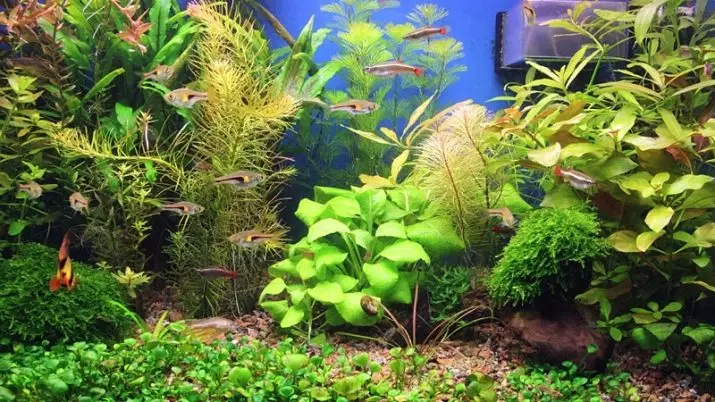 Akvárium (121 fotek): Příklady krásných válcových akvárií s rostlinami a rybami pro domov, vyberte skimmer. Jak si vybrat akvárium? 11365_8