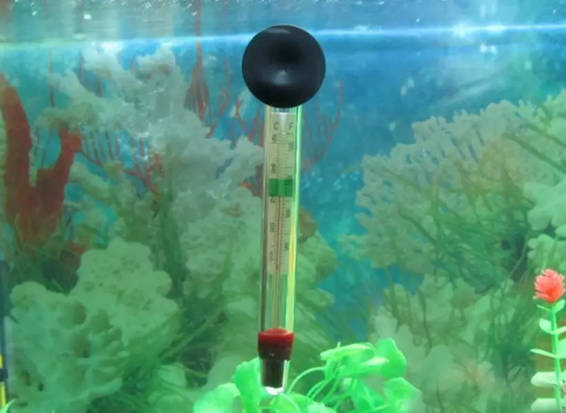 Aquarium加热器（37张）：水族馆热水器概述，带有恒温器和没有。如何被热水器加热？ 11366_31