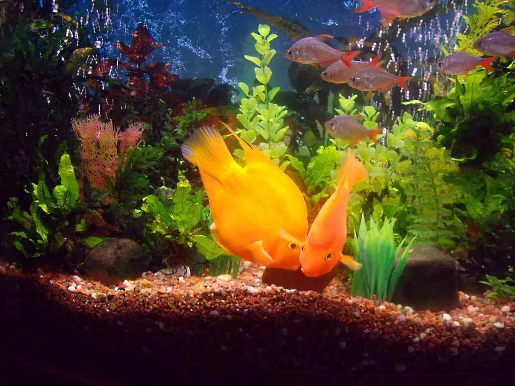 Bawo ni lati mu pọsi tabi kekere omi lile ni aquarium? Kini KH? Awọn iwuwasi ti kaboneta ati iṣan omi ti ko ni kabeeji. Kini le ṣee ṣe lati dinku ibaamu ati gba omi rirọ? 11369_17