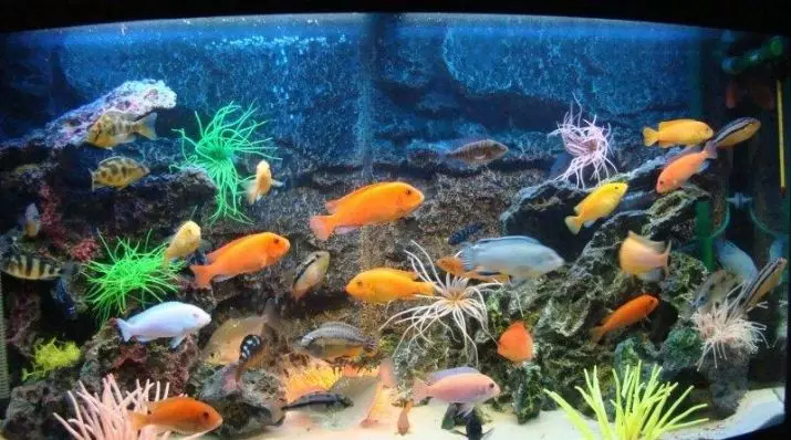 Jinsi ya kuongeza au rigidity ya chini ya maji katika aquarium? Nini Kh? Kanuni za rigidity ya maji ya carbonate na yasiyo ya carbonate. Ni nini kinachoweza kufanywa ili kupunguza rigidity na kupata maji ya laini? 11369_19