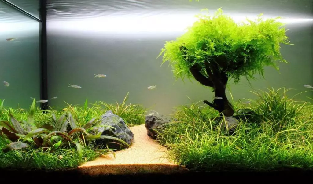 Bawo ni lati mu pọsi tabi kekere omi lile ni aquarium? Kini KH? Awọn iwuwasi ti kaboneta ati iṣan omi ti ko ni kabeeji. Kini le ṣee ṣe lati dinku ibaamu ati gba omi rirọ? 11369_2