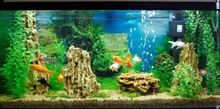 Bawo ni lati mu pọsi tabi kekere omi lile ni aquarium? Kini KH? Awọn iwuwasi ti kaboneta ati iṣan omi ti ko ni kabeeji. Kini le ṣee ṣe lati dinku ibaamu ati gba omi rirọ? 11369_4