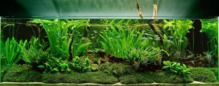 UKWANDA NJANI OKANYE OKANYE UKUZIPHATHA KWAMANZI AMABHODI KWI-AQUARIURIUM? Yintoni i-kh? Imilinganiselo ye-carbonate kunye ne-non-carbonate yamanzi. Yintoni enokwenziwa ukunciphisa umhlaba kwaye ufumane amanzi athambileyo? 11369_5