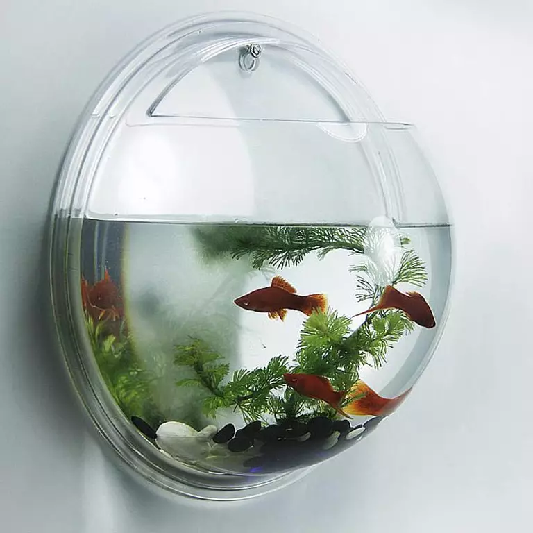 Кружни аквариуми (47 фотографии): Преглед на мали и големи аквариуми со капак и задно осветлување. Каква риба може да се чува? Опции за регистрација 11375_10