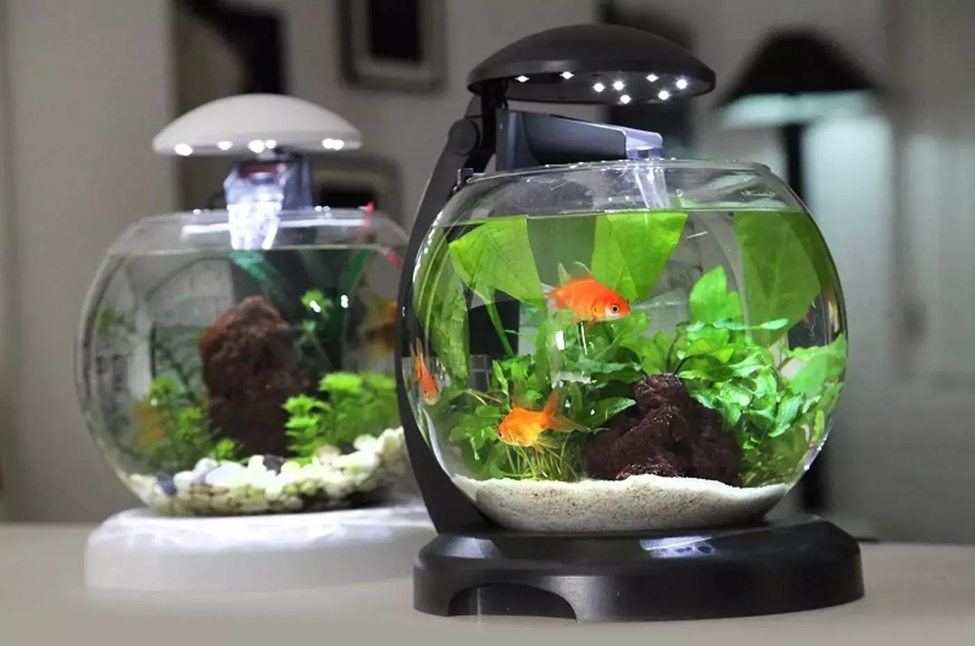 Кружни аквариуми (47 фотографии): Преглед на мали и големи аквариуми со капак и задно осветлување. Каква риба може да се чува? Опции за регистрација 11375_12
