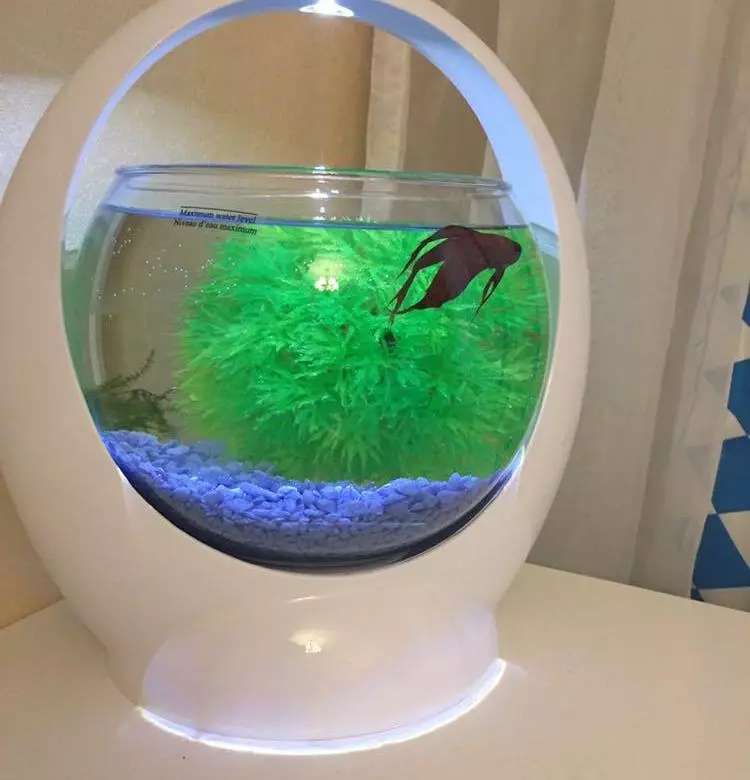 Кружни аквариуми (47 фотографии): Преглед на мали и големи аквариуми со капак и задно осветлување. Каква риба може да се чува? Опции за регистрација 11375_13