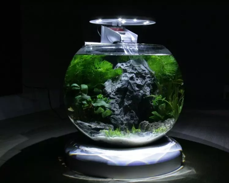 Кружни аквариуми (47 фотографии): Преглед на мали и големи аквариуми со капак и задно осветлување. Каква риба може да се чува? Опции за регистрација 11375_21