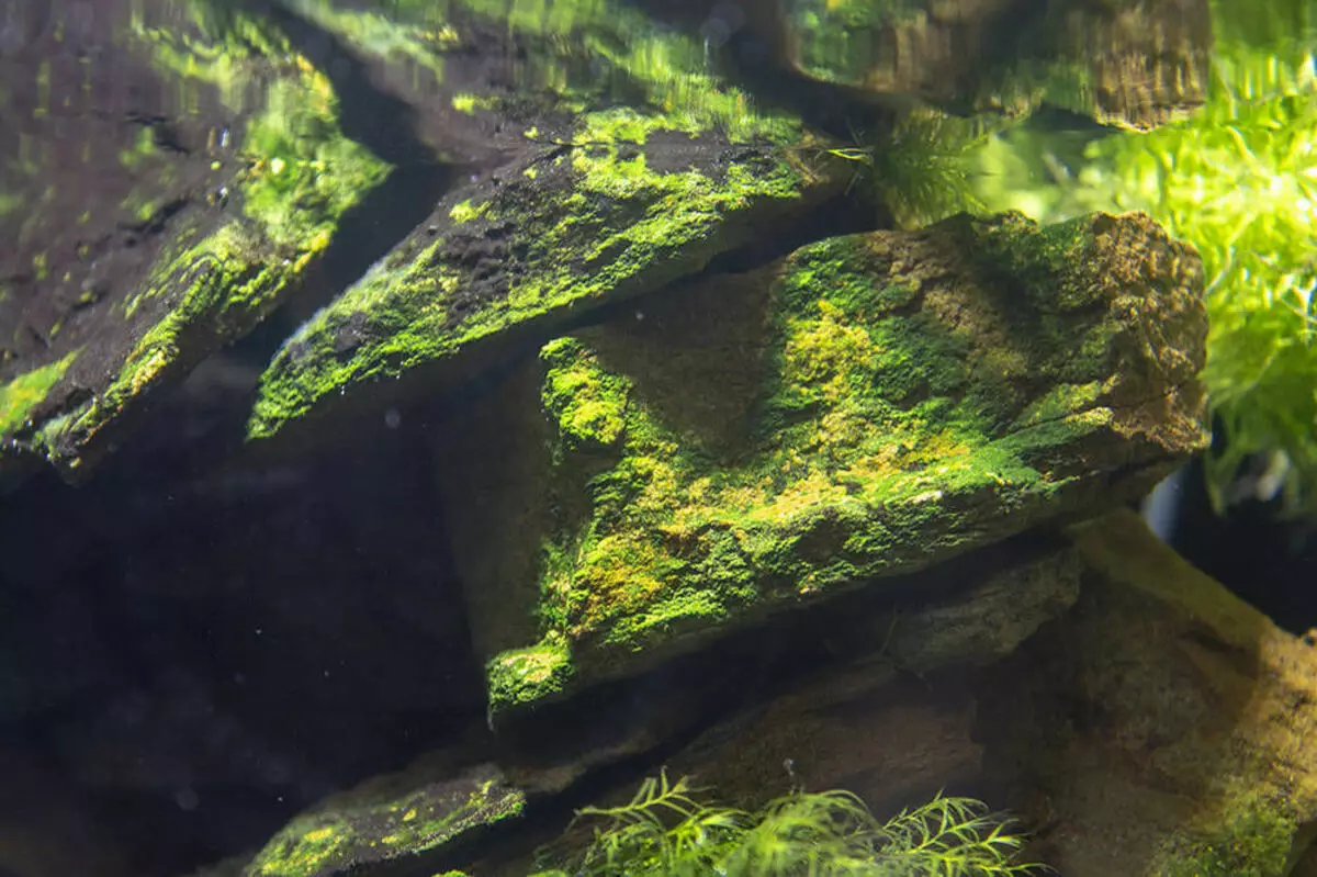 Водоросли на стеклах. Водоросли для аквариума. Зеленые водоросли на коряге в аквариуме. Водоросли на камнях в аквариуме. Водоросль в грунте.