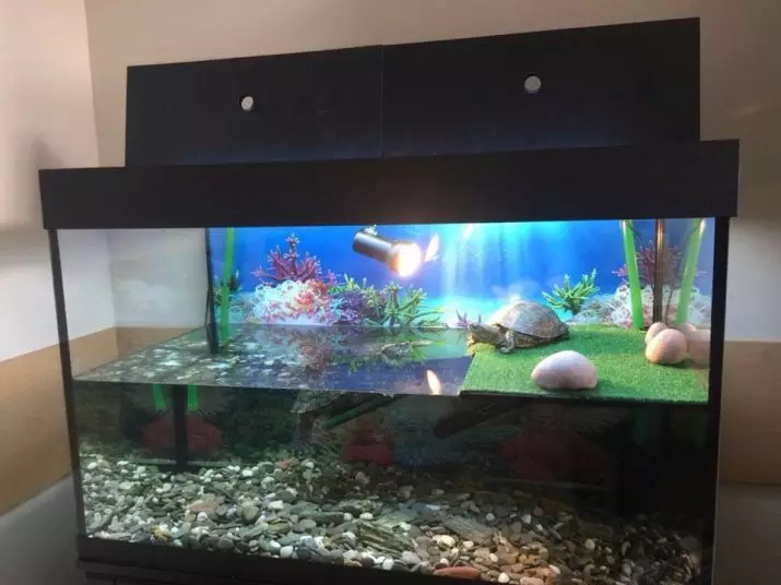 Aquarium nduru (2 Foto): Atụmatụ nke ọdịnaya na aquarium nke obere na nnukwu mbelata. Olee azụ ha ga-enwe ike ịbanye n'otu akwarium? 11383_19