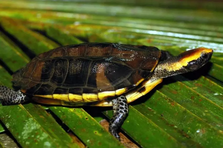 Aquarium nduru (2 Foto): Atụmatụ nke ọdịnaya na aquarium nke obere na nnukwu mbelata. Olee azụ ha ga-enwe ike ịbanye n'otu akwarium? 11383_7