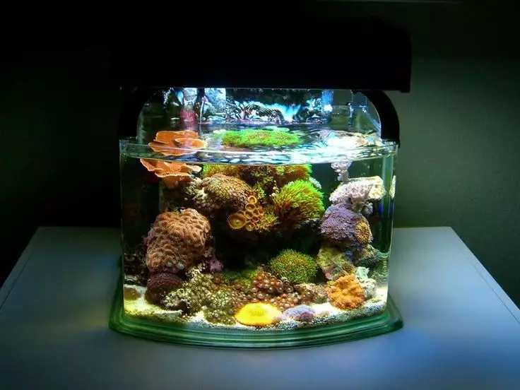 Наноакваріуми (38 фото): огляд нанокуба і інших моделей, підбір світильників і грунту для морських акваріумів на 5-30 літрів 11384_36