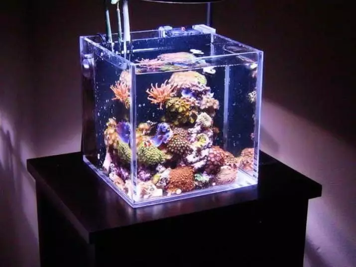 Наноакваріуми (38 фото): огляд нанокуба і інших моделей, підбір світильників і грунту для морських акваріумів на 5-30 літрів 11384_38