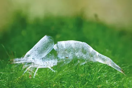 Aquarium Garnelen (49 Fotoen): Pfleeg an Inhalt vu Séisswueren Garnelen, d'Regelen fir e Garnelen ze briechen. Wéi vill Sauerstoff ginn se liewen an brauchen? 11385_12