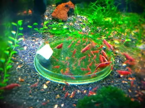 Aquarium garnalen (49 foto's): zorg en inhoud van zoetwatergarnalen, de regels voor het fokken van een garnaal. Hoeveel zuurstof leven ze en hebben ze nodig? 11385_13