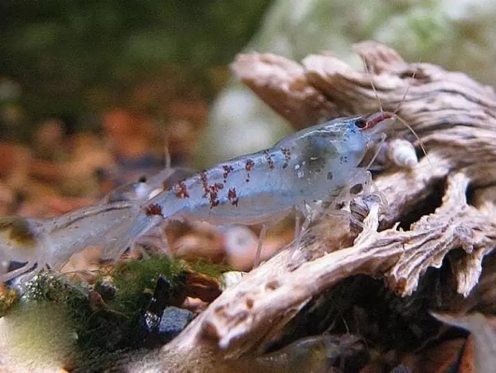 Aquarium Shrimps (49 ფოტო): ზრუნვა და შინაარსი მტკნარი წყლის shrimps, წესები მეცხოველეობა shrimp. რამდენი ჟანგბადი ცხოვრობს და სჭირდება? 11385_14