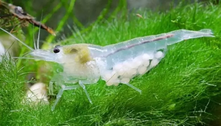 Aquarium shrimp (49 Mga Litrato): Pag-amping ug sulud sa mga hugna sa tubig sa tubig, ang mga lagda alang sa pagpanganak sa usa ka hipon. Pila ka mga oxygen ang ilang gipuy-an ug kinahanglan? 11385_15